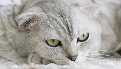 九游游戏中心-摩洛哥队在巴黎奥运会男足比赛中展现出高效的传球配合，摩洛哥足球队主力